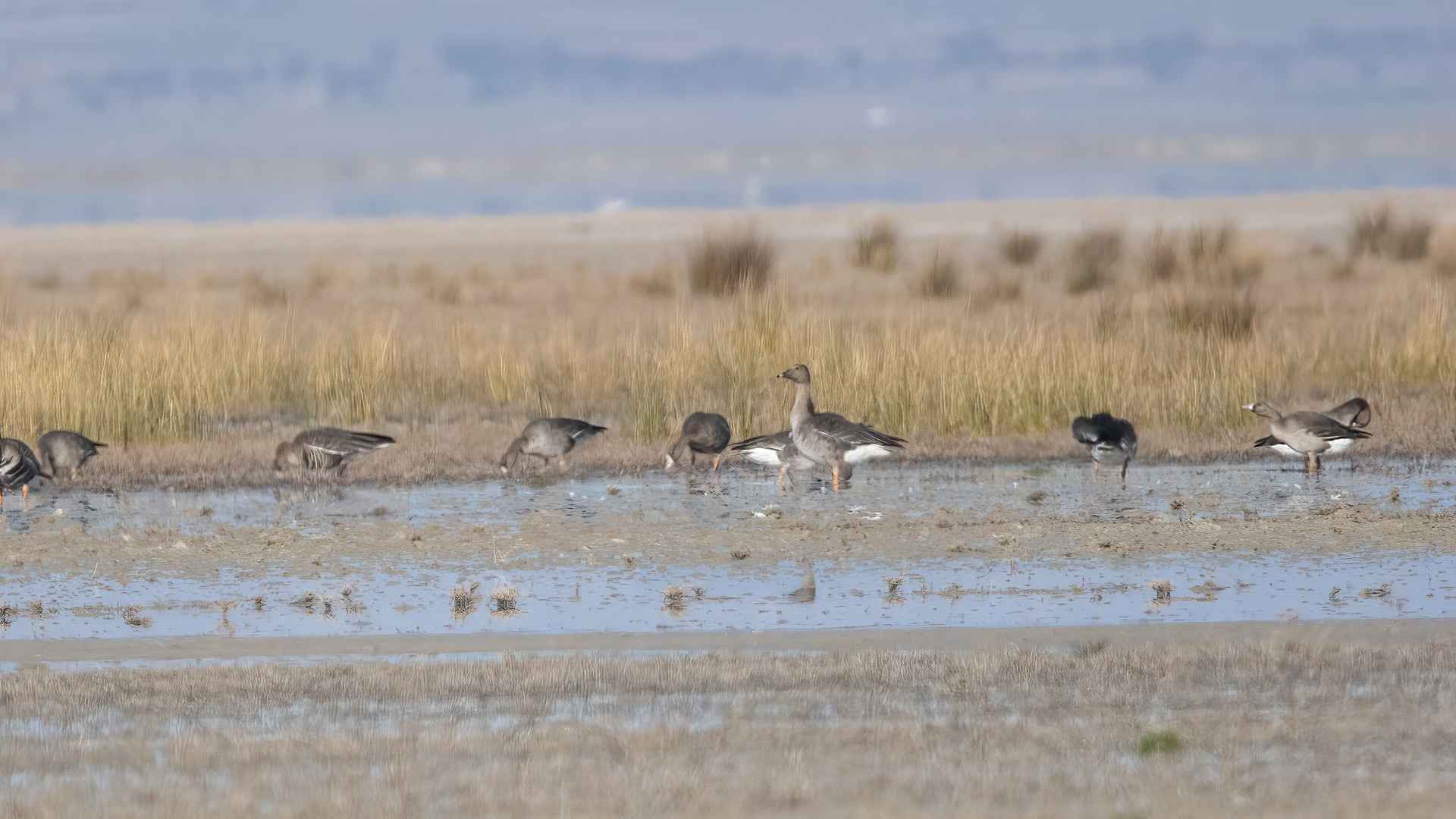Tarla kazı